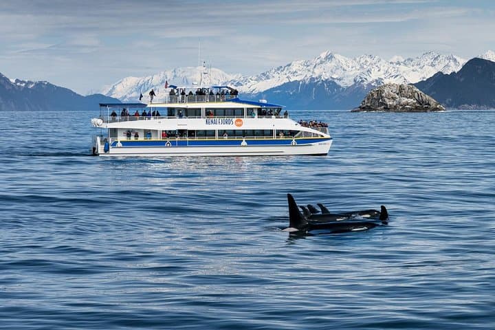 Kenai Fjords Glacier & Wildlife Cruise from Seward — Aialik & Holgate Views