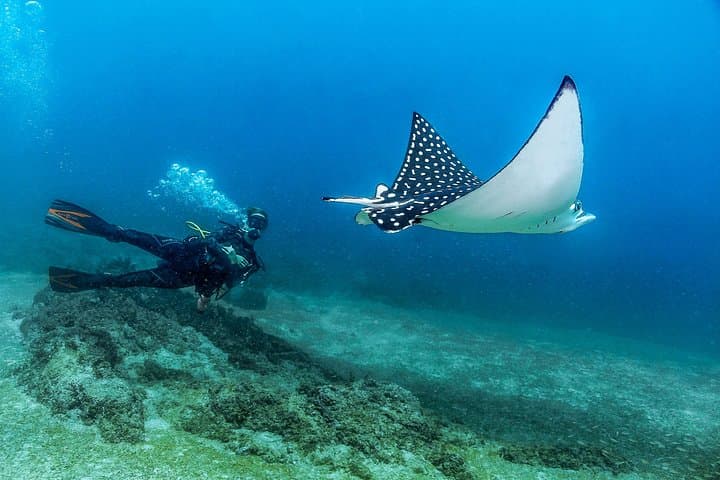Discover Scuba at Las Caletas: Beginner PADI Dive in Puerto Vallarta photo 4