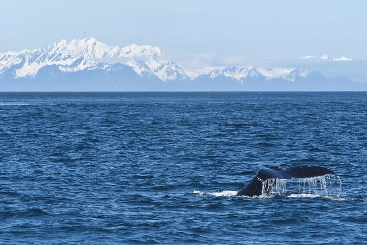 Resurrection Bay Spring Wildlife Cruise - Gray Whales & Alaska Marine Life photo 4
