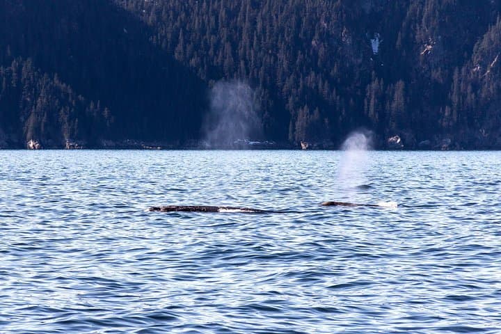 Resurrection Bay Spring Wildlife Cruise - Gray Whales & Alaska Marine Life photo 3