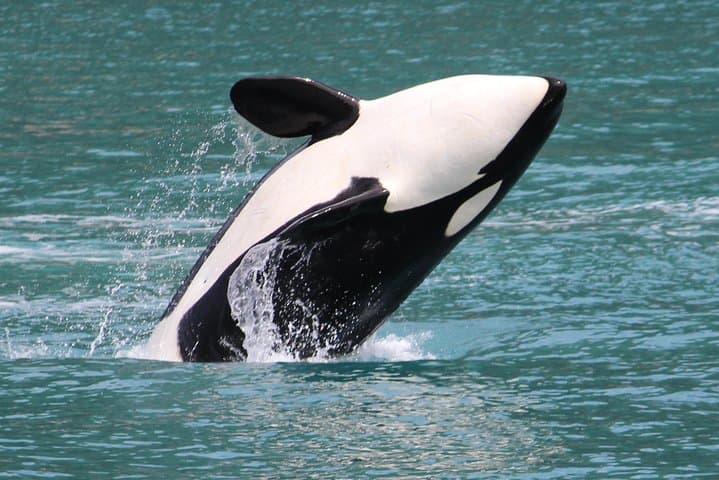 Kenai Fjords Orca Quest Cruise — Seward Orca-Watching in Resurrection Bay photo 3