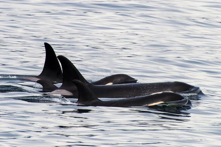 Kenai Fjords Orca Quest Cruise — Seward Orca-Watching in Resurrection Bay