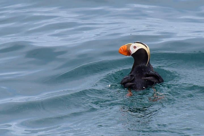 Kenai Fjords Orca Quest Cruise — Seward Orca-Watching in Resurrection Bay photo 5