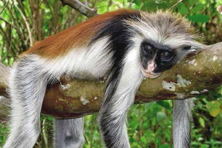 Jozani Half-Day Walking Tour: Up-Close Encounters with Zanzibar's Red Colobus