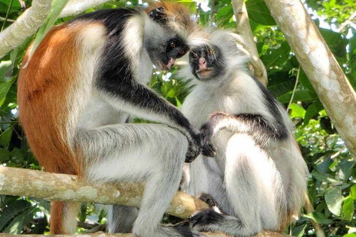 Jozani Half-Day Walking Tour: Up-Close Encounters with Zanzibar's Red Colobus photo 4