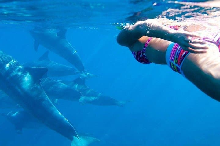 Zanzibar Dolphin Tour — Ethical Dolphin Swim, Snorkel & Island Picnic photo 4