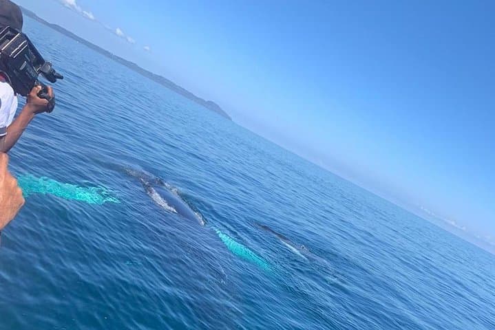 Full-day whale watching and Cayo Levantado (Bacardi Island) from Santo Domingo photo 4