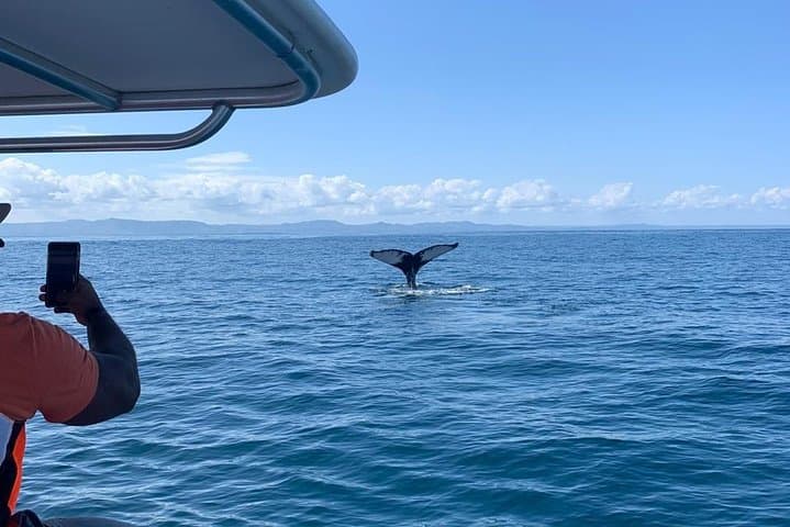 Full-day whale watching and Cayo Levantado (Bacardi Island) from Santo Domingo photo 5