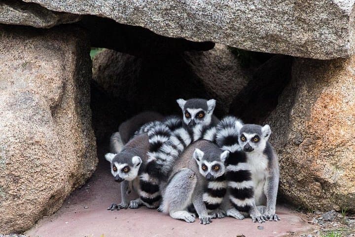 Melbourne Zoo: Insider Guide to Australia’s Oldest Zoo and Top Exhibits photo 2