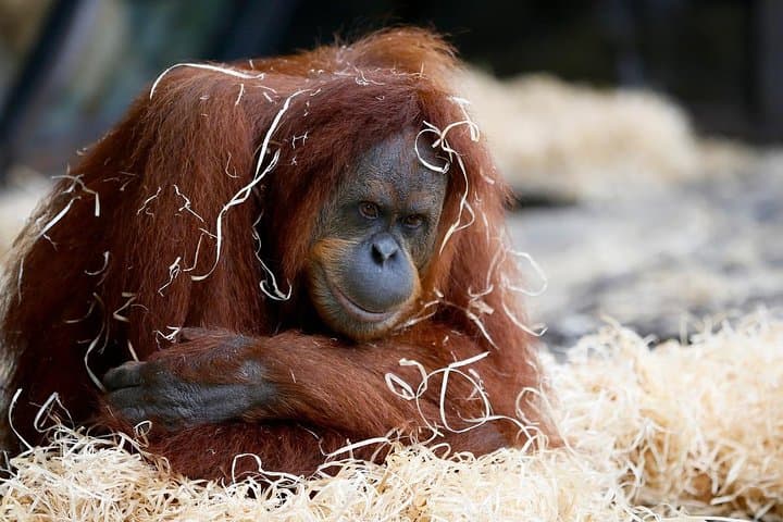Melbourne Zoo: Insider Guide to Australia’s Oldest Zoo and Top Exhibits photo 3