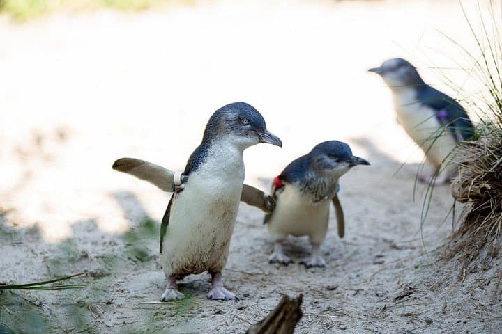 Melbourne Zoo: Insider Guide to Australia’s Oldest Zoo and Top Exhibits photo 4
