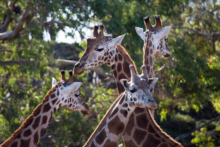 Werribee Open Range Zoo Safari — Melbourne’s African-Style Wildlife Experience photo 5