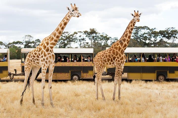 Werribee Open Range Zoo Safari — Melbourne’s African-Style Wildlife Experience