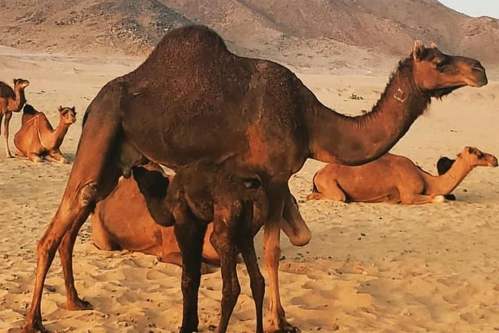 Dune Bashing Desert Safari Near Jeddah: 4x4 Dunes, Camp & Sandboarding photo 2