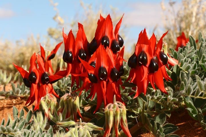 Flinders Ranges 5-Day Eco 4WD Safari from Adelaide — Arkaroola to Wilpena Pound photo 6