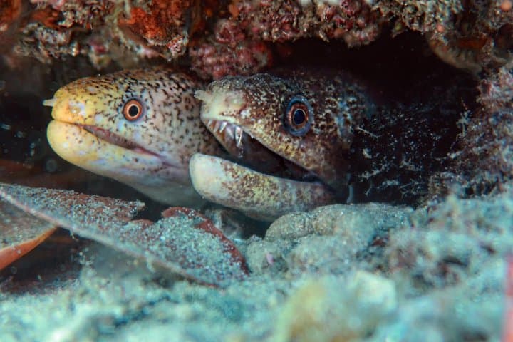 Try Scuba Diving at Cook Island — Guided Ocean Dive with Turtles (Gold Coast) photo 5
