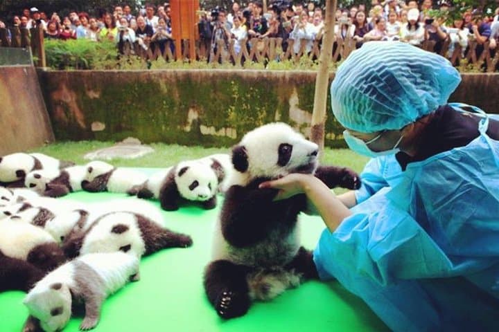 Private Half-Day Tour to Chengdu Panda Breeding Center — Up-Close Giant Panda Encounter photo 1