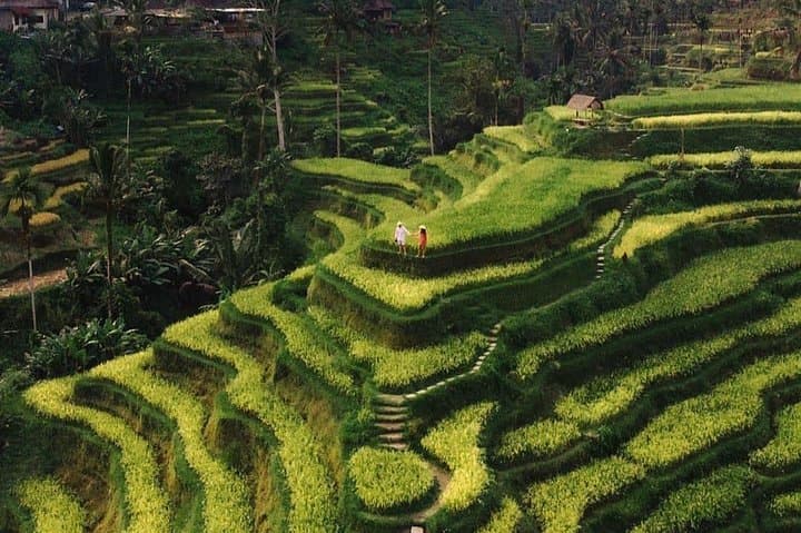 Private Ubud Tour: Rice Terraces, Ubud Swing, Temples & Waterfalls in One Day
