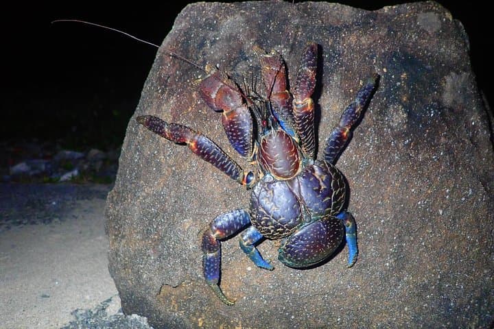 Iriomote Night Adventure: Guided Jungle Walk and Stargazing photo 4