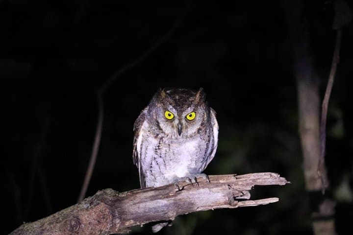 Iriomote Night Adventure: Guided Jungle Walk and Stargazing photo 6