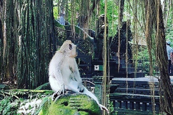 Ubud Iconic Waterfall and Temple Tour — Waterfalls, Rice Terraces & Monkey Forest photo 3