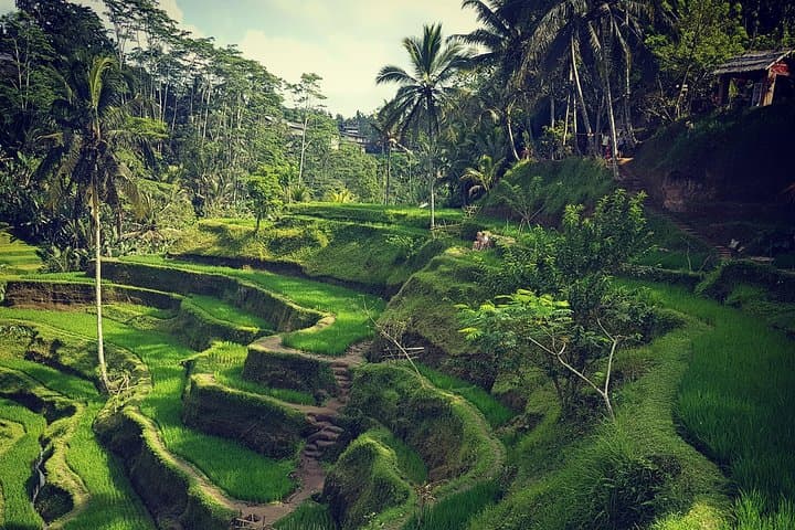 Ubud Iconic Waterfall and Temple Tour — Waterfalls, Rice Terraces & Monkey Forest photo 4
