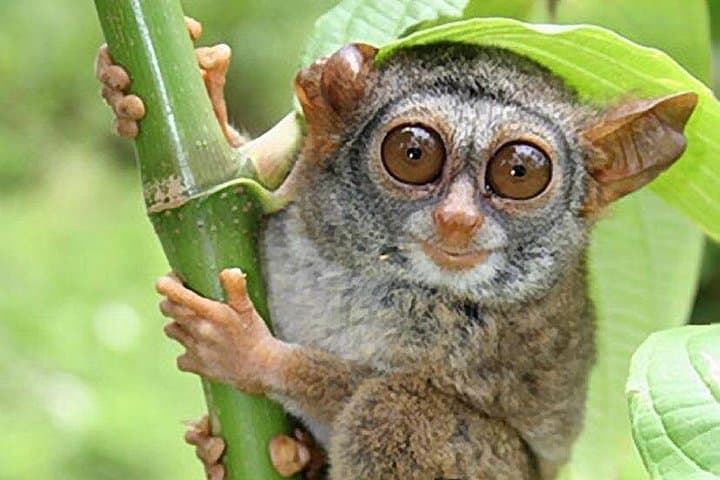 Half-Day Chocolate Hills, Tarsier & Loboc River Cruise — Bohol Private Tour photo 3