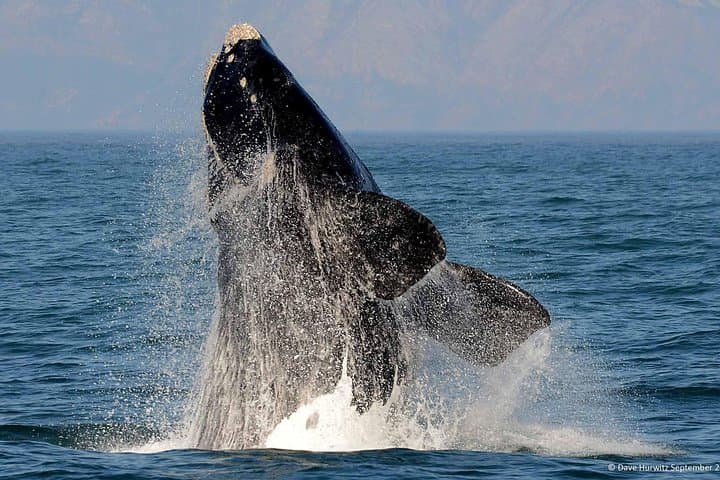 Gansbaai great white shark cage diving and whale watching combo