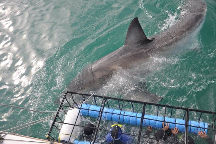 Gansbaai great white shark cage diving and whale watching combo photo 3