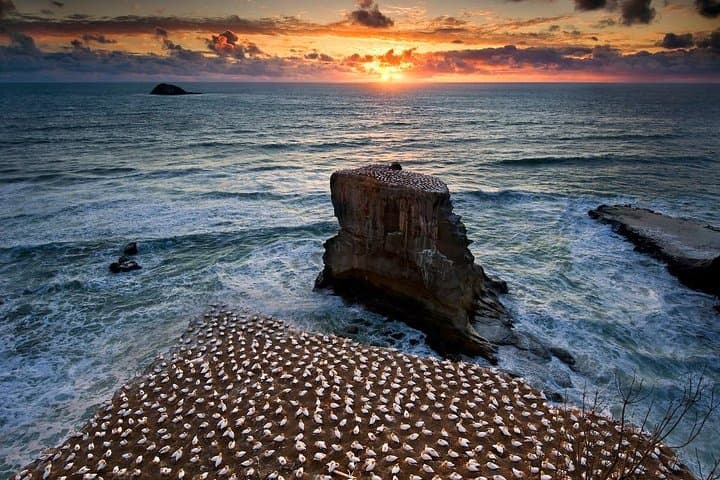 Explore Piha and Muriwai Beaches: West Coast Discovery from Auckland photo 4