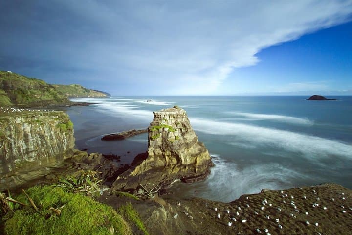 Explore Piha and Muriwai Beaches: West Coast Discovery from Auckland photo 6