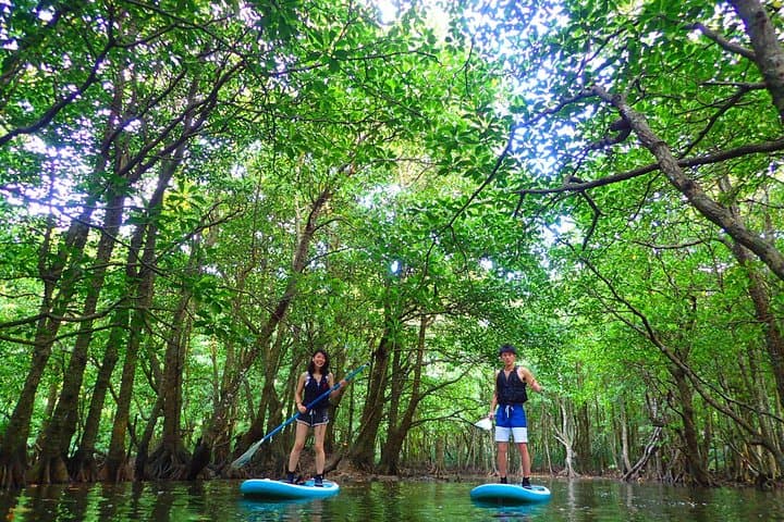 Iriomote Mangrove SUP & Canoe Tour — Paddle the Mangrove Rivers of Iriomote photo 2