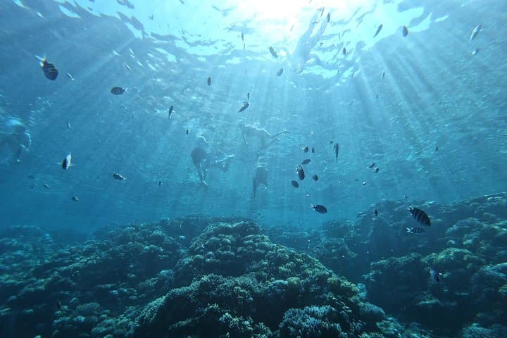 Private Dolphin Watching and Snorkeling Tour in Hurghada — Red Sea Encounters photo 3