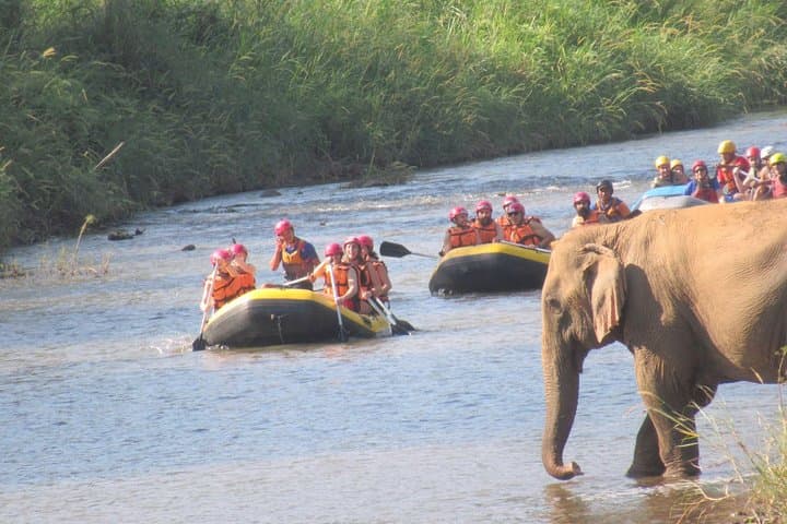 Elephant in Wild Sanctuary Chiang Mai: No‑Riding Day Tour with Rafting & Jungle Trek photo 1