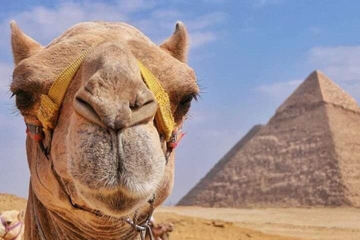 Sunset Camel Ride & BBQ Dinner at the Giza Pyramids photo 3