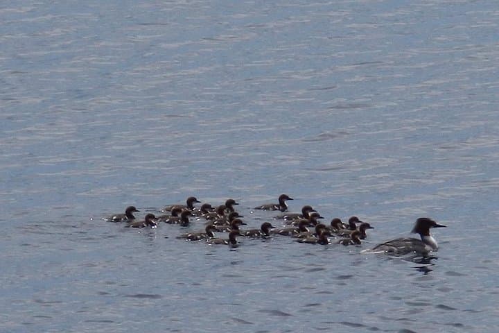 Private Boat Excursion into Tammisaari Archipelago National Park photo 5