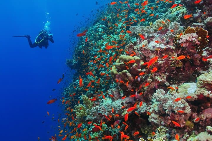 Eilat Aqua Star Intro Dive — Shallow Red Sea Coral Experience photo 5
