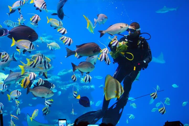 Eilat Aqua Star Intro Dive — Shallow Red Sea Coral Experience