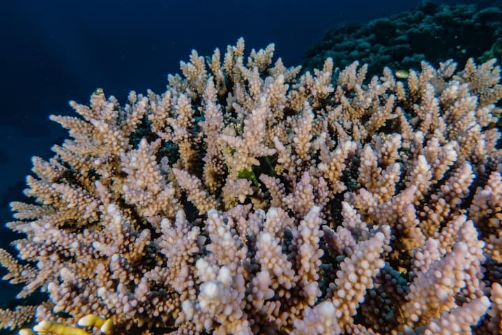 Eilat Aqua Star Intro Dive — Shallow Red Sea Coral Experience photo 3