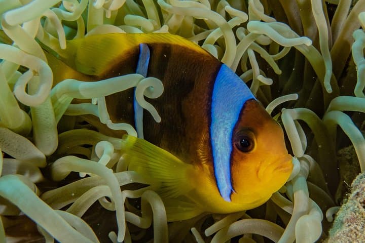 Eilat Aqua Star Intro Dive — Shallow Red Sea Coral Experience photo 2