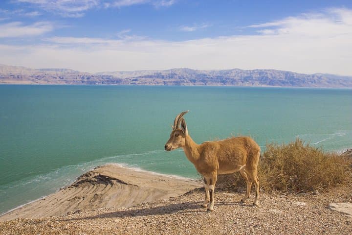 Masada and Ein Gedi Day Trip from Eilat — Dead Sea Spa, Cable Car & Ancient Fortress photo 5