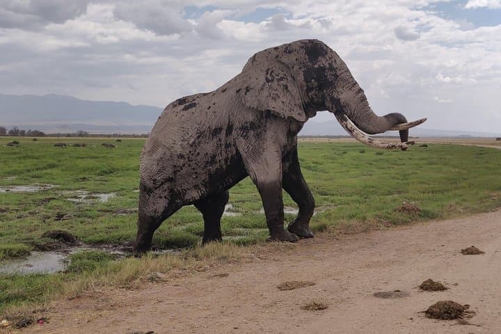 Amboseli Day Trip: See Free-Ranging Elephants and Kilimanjaro Views from Nairobi photo 1