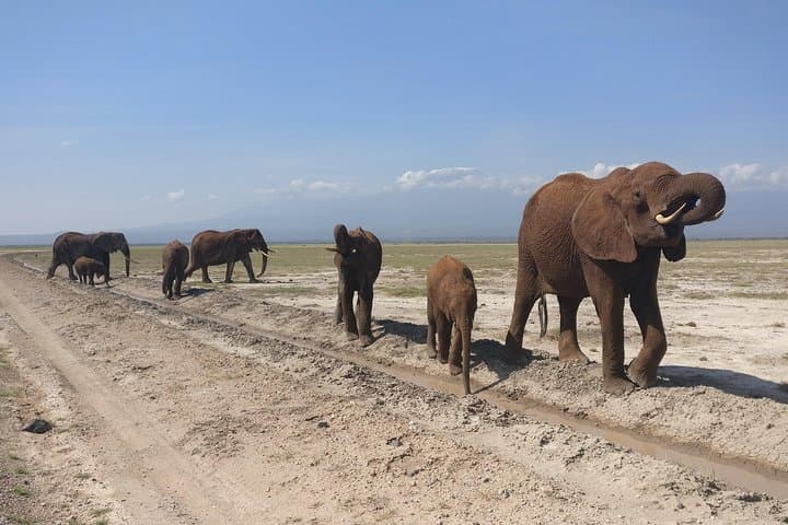 Amboseli Day Trip: See Free-Ranging Elephants and Kilimanjaro Views from Nairobi photo 2