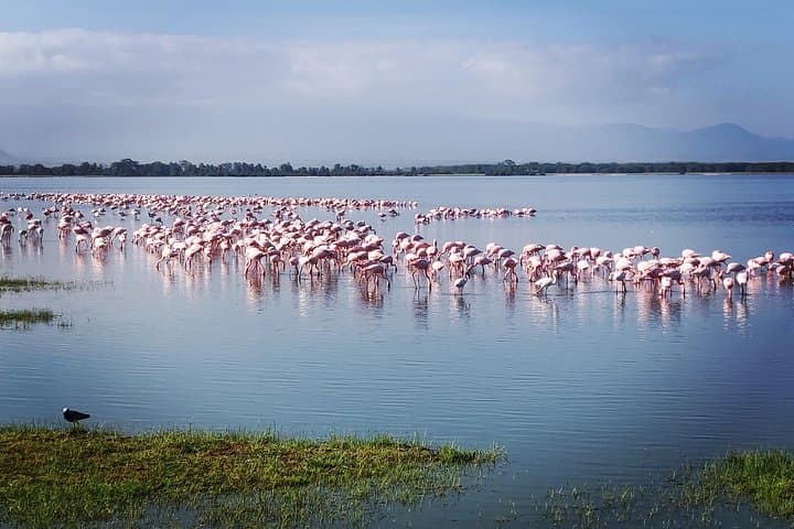 Amboseli Day Trip: See Free-Ranging Elephants and Kilimanjaro Views from Nairobi photo 3