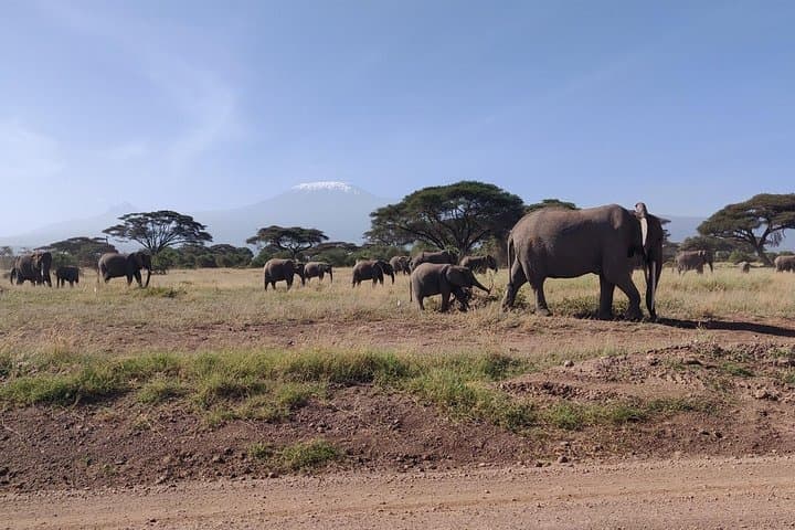 Overnight in Amboseli: Big-Tusked Elephants & Kilimanjaro Views