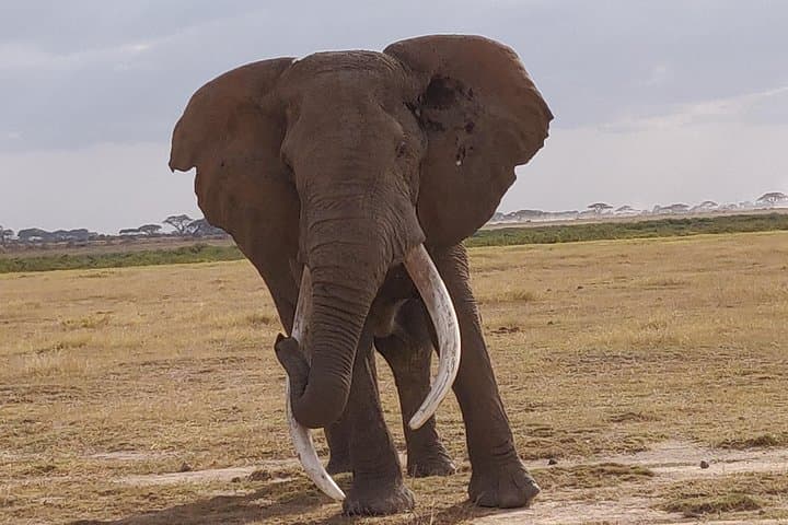 Overnight in Amboseli: Big-Tusked Elephants & Kilimanjaro Views photo 2