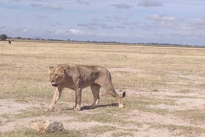 Overnight in Amboseli: Big-Tusked Elephants & Kilimanjaro Views photo 3