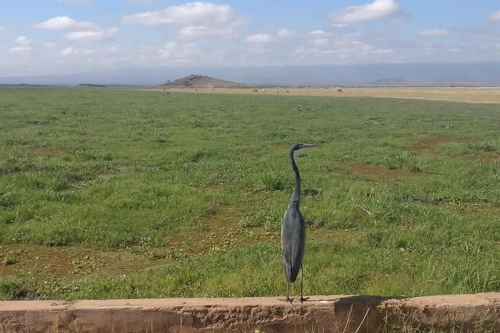 Overnight in Amboseli: Big-Tusked Elephants & Kilimanjaro Views photo 5