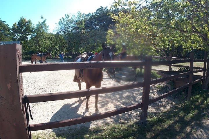 Horseback Riding and Ocean Swim in Montego Bay photo 5