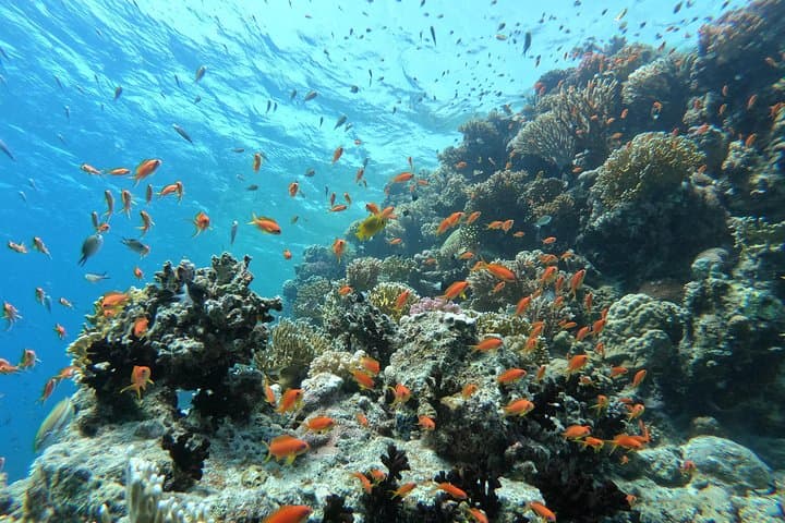 Hurghada Private 2-Hour Speedboat Snorkel & Island Tour photo 6